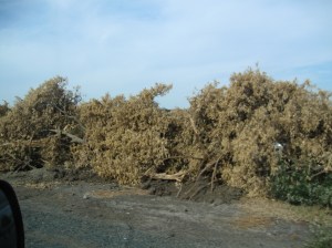 Devastating effect of the drought.