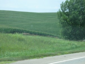 Acres and acres of this view -- it was incredible!