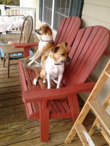 Lolly and Panda - Defenders of the family home!!